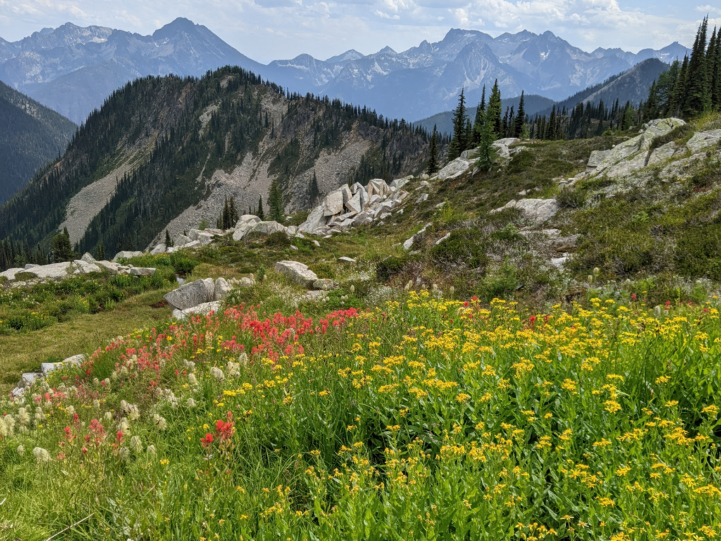 wildflowers